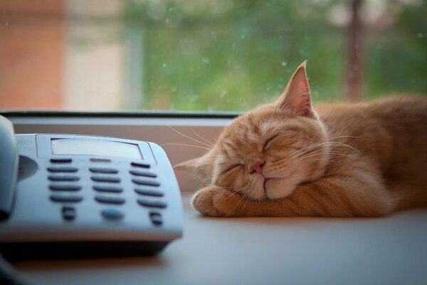 Red cat cute sleeping on the window