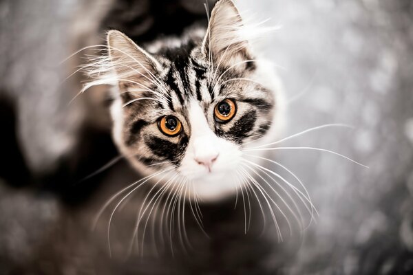 El gato con bigote largo Mira la parte superior