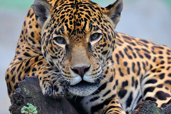 Dorosły Jaguar leży imponująco na skałach