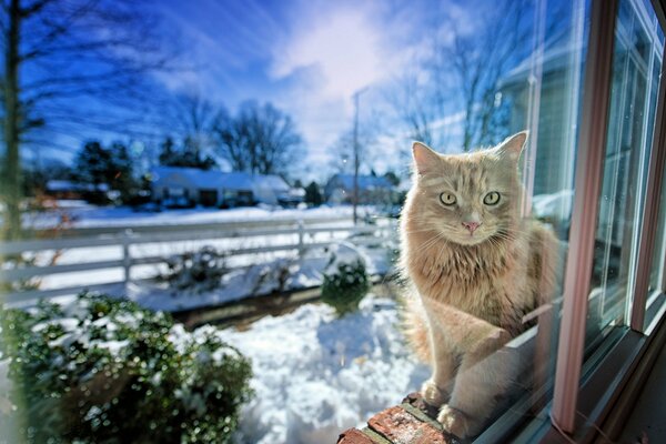 Gato sentado fuera de la ventana en invierno