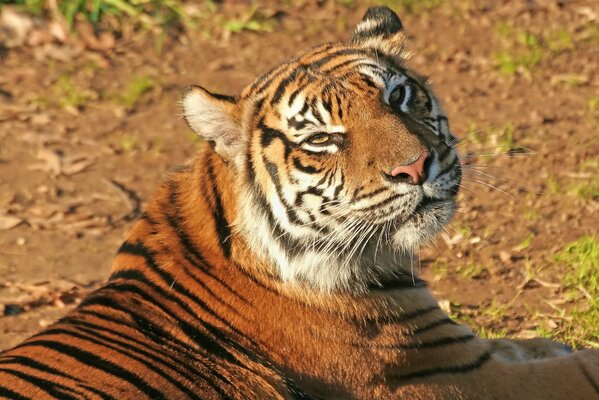 Ein Tiger mit einem zufriedenen Blick liegt unter der Sonne