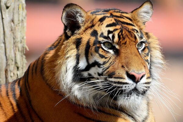 A tiger with a long and beautiful mustache