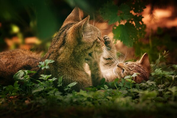 Mamma gatto gioca con il suo gattino