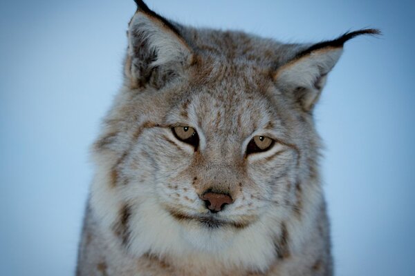 Le regard réfléchi d un beau Lynx