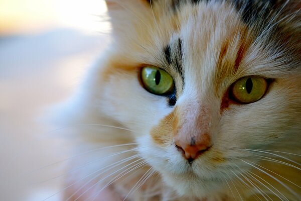 Le chat tricolore regarde pensivement