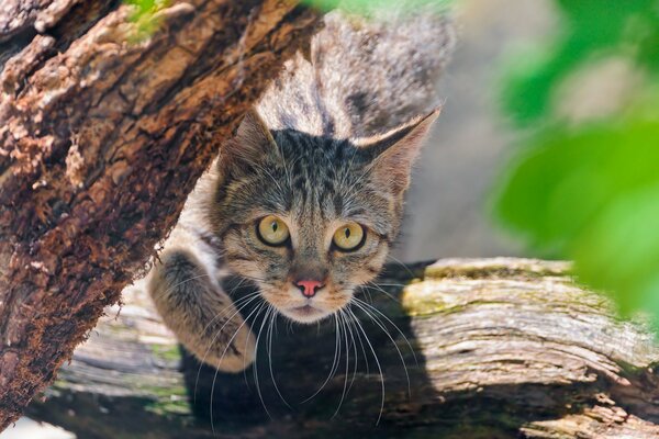 Wild cat on a tree , macro