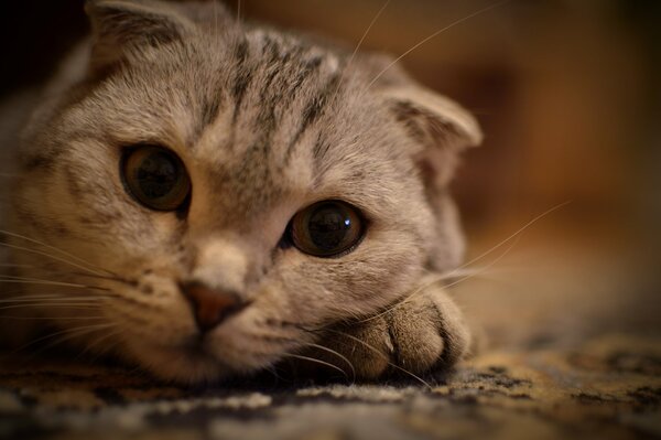 Pensive lop-eared cat/cat