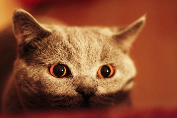 Szary kot o pięknych oczach