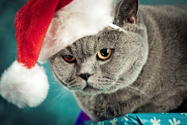 Chat britannique dans un chapeau de Noël