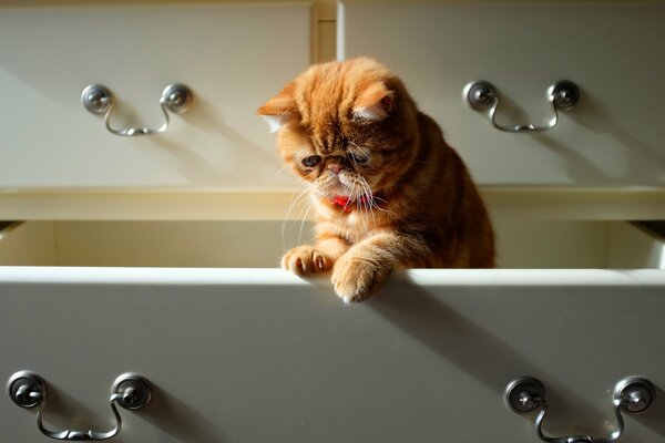 Chat roux assis dans la commode