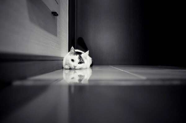 Schwarz-Weiß-Foto einer Katze, die auf dem Boden liegt