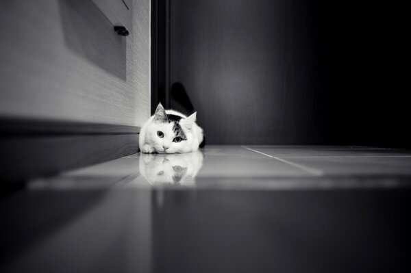 Black and white photo of a cat lying on the floor