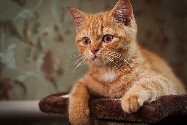 Gato rojo, con ojos tiernos