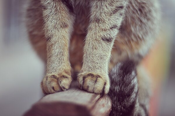 Кошка на перилах. У кошки серые лапки и полосатый хвост
