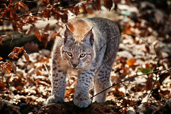 The lynx stands in the autumn foliage