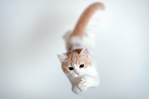 Ginger cat hunt in a jump