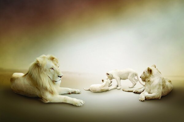 A family of white lions play