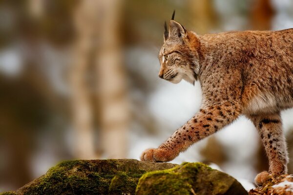 Perfil de un lince en una piedra durante la caza