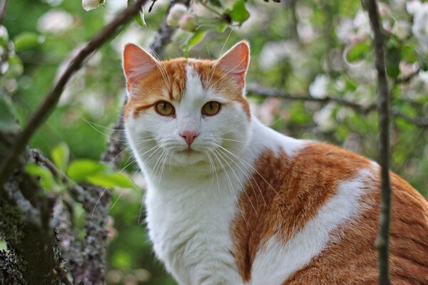 Rothaarige Katze mit Schnurrbart am Baum
