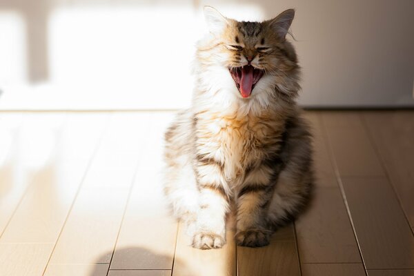 Милый пушистый кот зевает