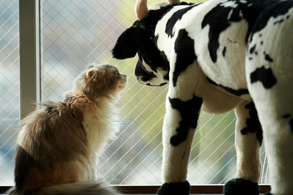 The cat near the window is tense at the sight of a toy cow