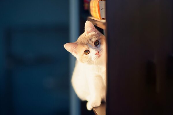 Un chat curieux furtivement au coin de la rue