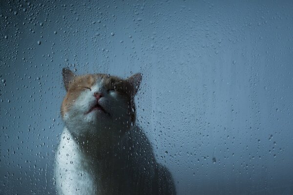 Museau de chat devant le verre