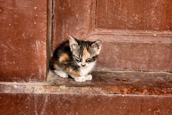 Mały, samotny kotek na tle starych drzwi