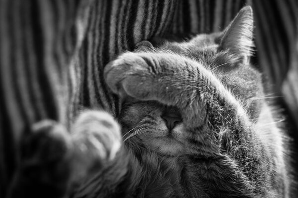 Black and white photo where the cat covers its muzzle with a paw