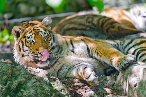 Amur predator tiger lies on the rocks