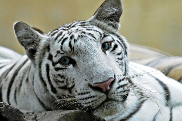 Hermoso ligre con ojos azules