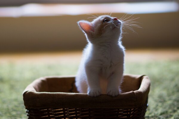 A little kitten climbs out of the basket