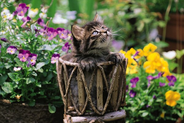Gattino grigio in un cesto su uno sfondo di fiori