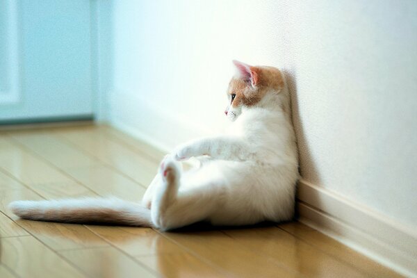 Gato sentado como un hombre en el Suelo