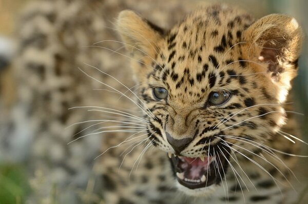 Der Amur-Leopard zischt und nagt an allen