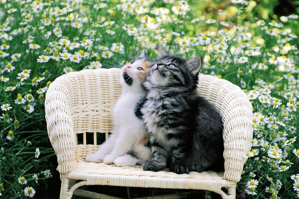 Due gattini su una sedia in giardino