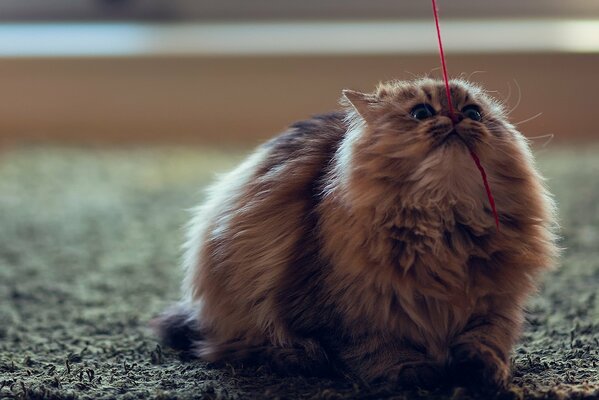 Cat playing, red thread, fluffy