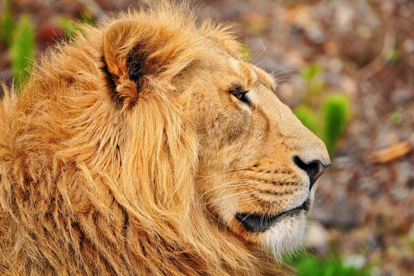 Hermoso perfil de León dorado