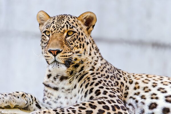 The leopard lies and looks into the distance