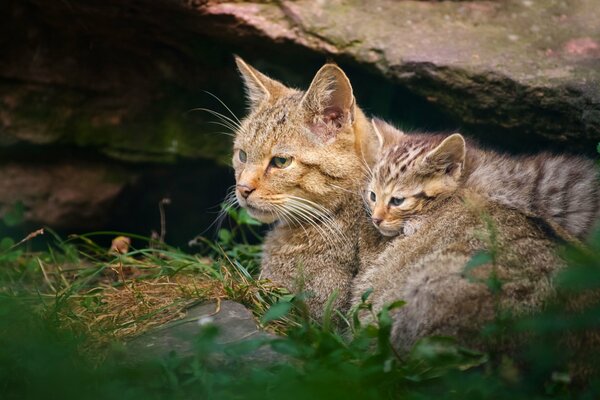 Дикая кошка со своим котенком