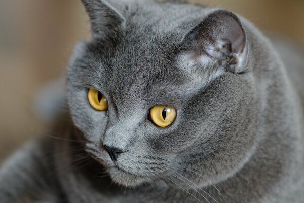 Chat britannique avec des yeux jaunes et le regard