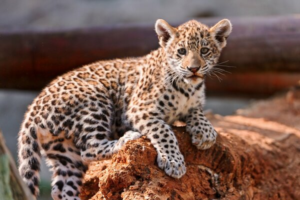 Un cucciolo di leopardo si arrampica sulle rocce