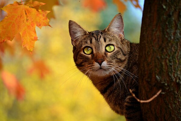 Cerca del árbol, un gato se asoma a través de las hojas amarillas de arce