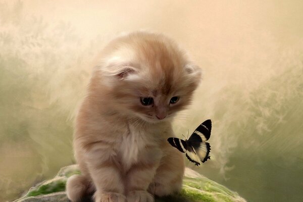 Chaton moelleux et papillon sur fond flou