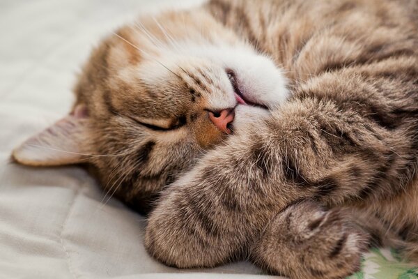The cat sleeps with its paws pressed down and its tongue pulled out