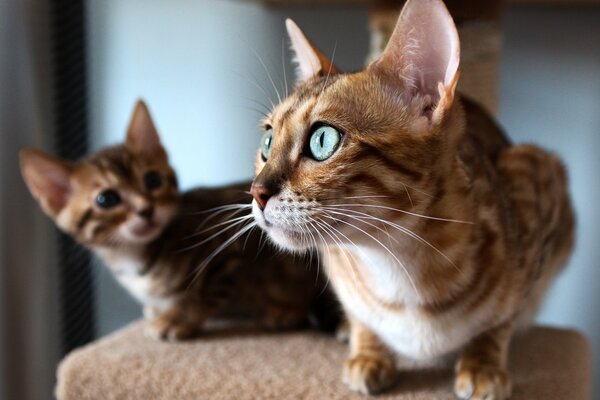 Bengalische Katze schaut aus dem Fenster