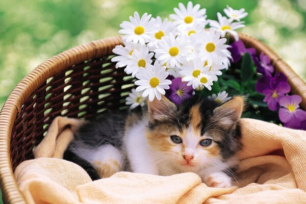 A kitten and flowers in a basket