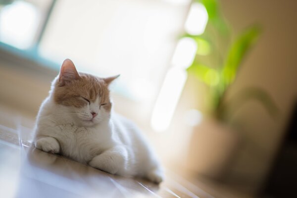 Aufgedruckte Katze Hannah, Benjamin Thorod auf dem Boden