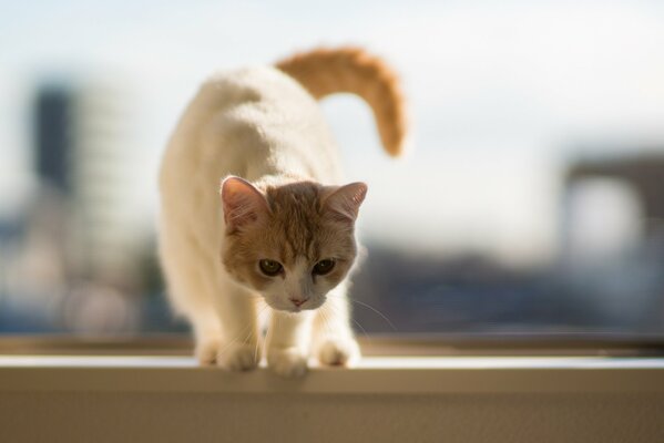 Il gatto si prepara a saltare giù