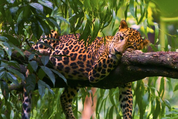 Леопард отдыхает на дереве в лесу